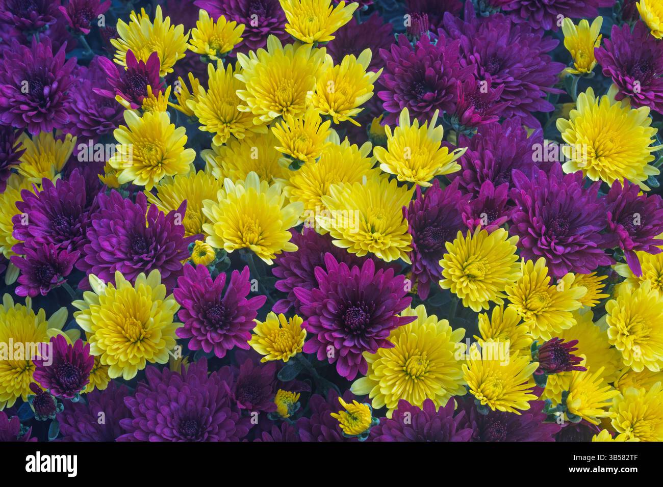Primo piano dei fiori della mamma. Oregon Foto Stock