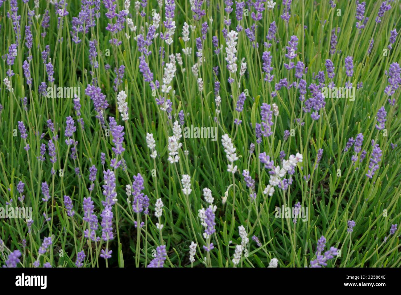 Lavandula angustifolia (lavanda) in piena fioritura con fiori viola e nettare di api. Castlefarm, Sevenoaks, Inghilterra Foto Stock