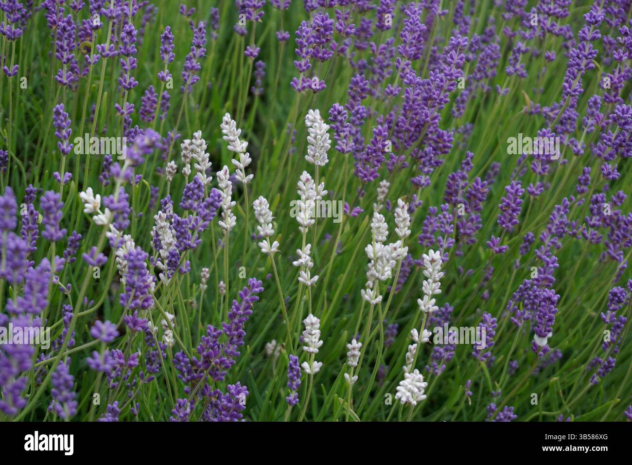 Lavandula angustifolia (lavanda) in piena fioritura con fiori viola e nettare di api. Castlefarm, Sevenoaks, Inghilterra Foto Stock