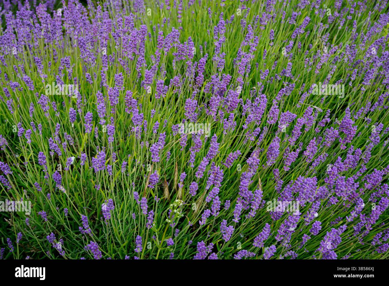 Lavandula angustifolia (lavanda) in piena fioritura con fiori viola e nettare di api. Castlefarm, Sevenoaks, Inghilterra Foto Stock
