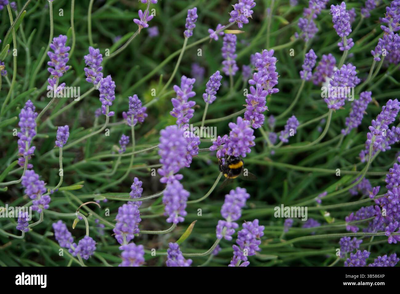 Lavandula angustifolia (lavanda) in piena fioritura con fiori viola e nettare di api. Castlefarm, Sevenoaks, Inghilterra Foto Stock