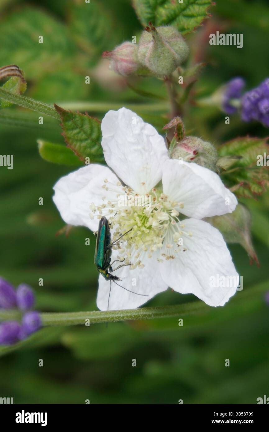 primo piano di un fiore di mirtillo bianco con un piccolo insetto Foto Stock