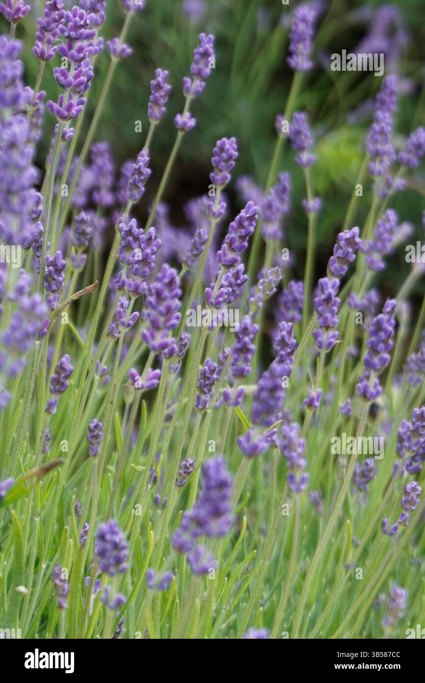 Lavandula angustifolia (lavanda) in piena fioritura con fiori viola e nettare di api. Castlefarm, Sevenoaks, Inghilterra Foto Stock