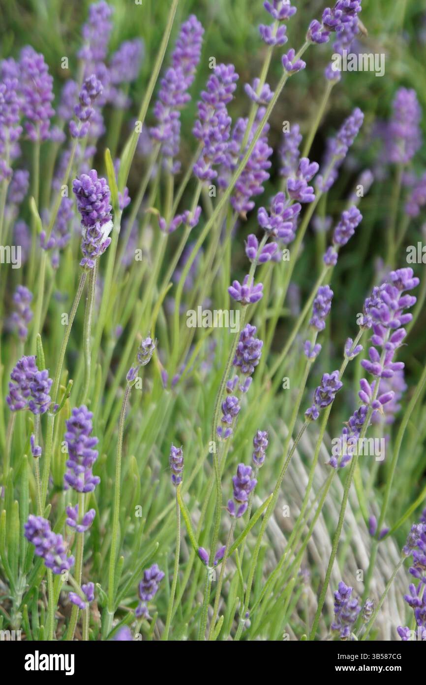 Lavandula angustifolia (lavanda) in piena fioritura con fiori viola e nettare di api. Castlefarm, Sevenoaks, Inghilterra Foto Stock