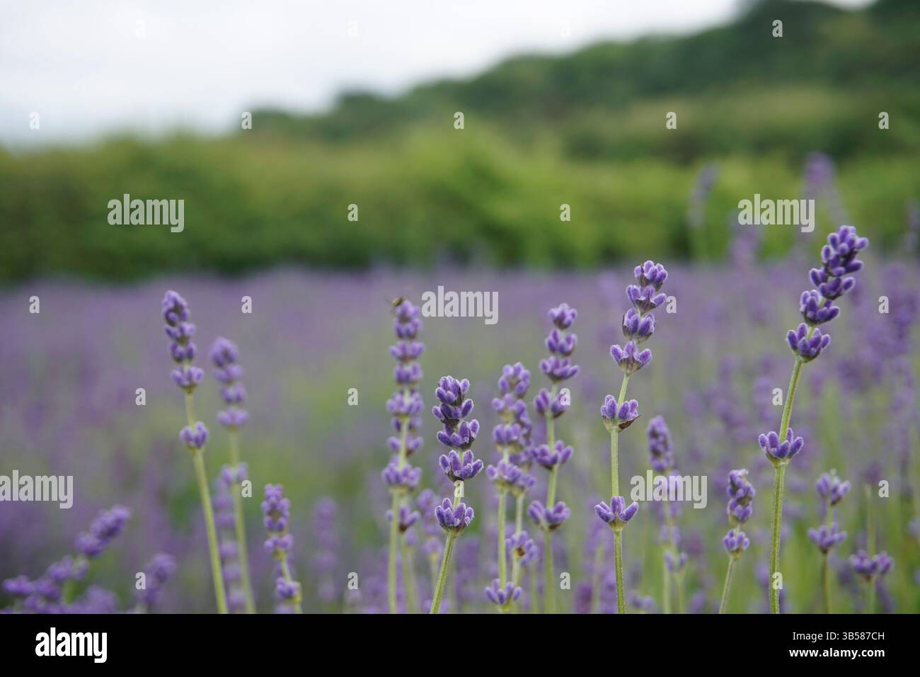 Lavandula angustifolia (lavanda) in piena fioritura con fiori viola e nettare di api. Castlefarm, Sevenoaks, Inghilterra Foto Stock