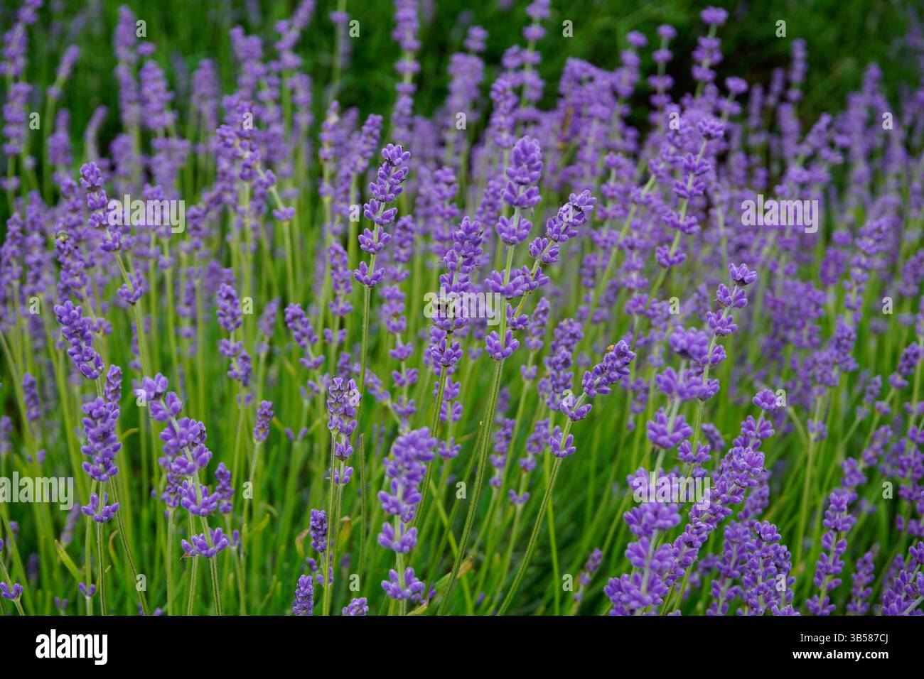 Lavandula angustifolia (lavanda) in piena fioritura con fiori viola e nettare di api. Castlefarm, Sevenoaks, Inghilterra Foto Stock