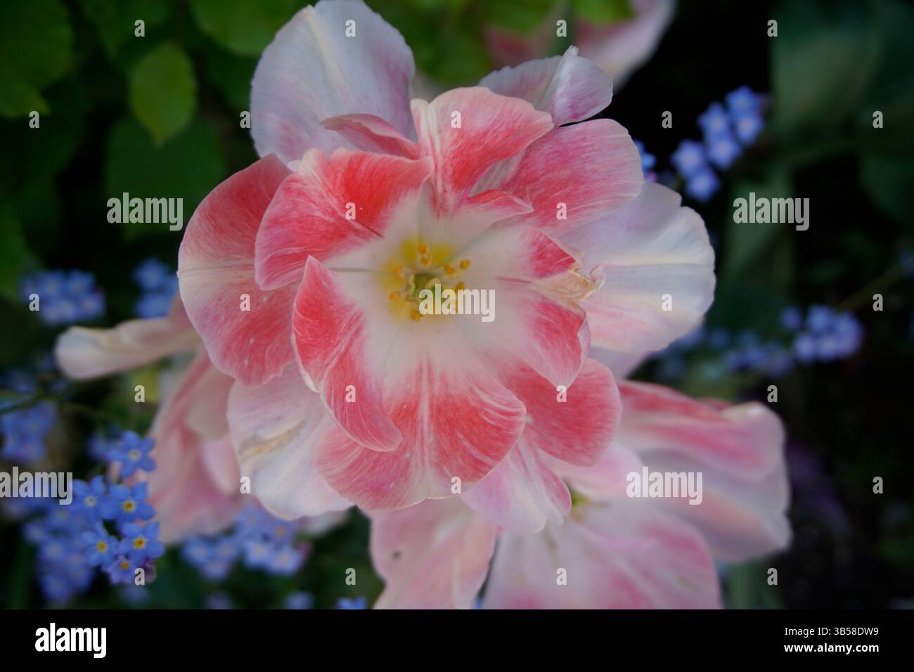 Primo piano di un tulipano rosa e bianco (Tulipa) con delicati petali e un centro giallo morbido. Arundel, Inghilterra Foto Stock