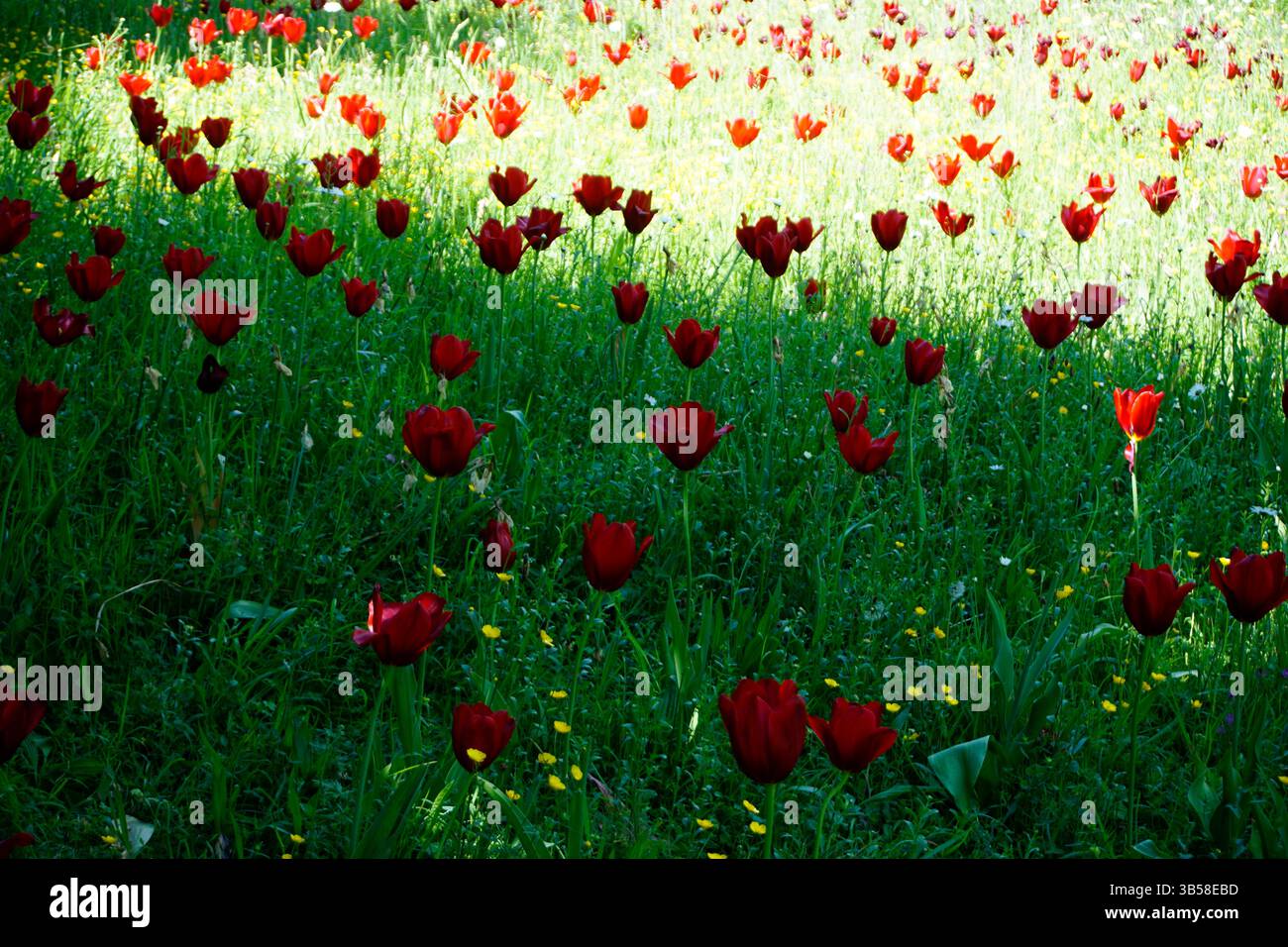 Campo di tulipani rossi in fiore con fiori selvatici gialli in un prato primaverile. Arundel, Inghilterra Foto Stock