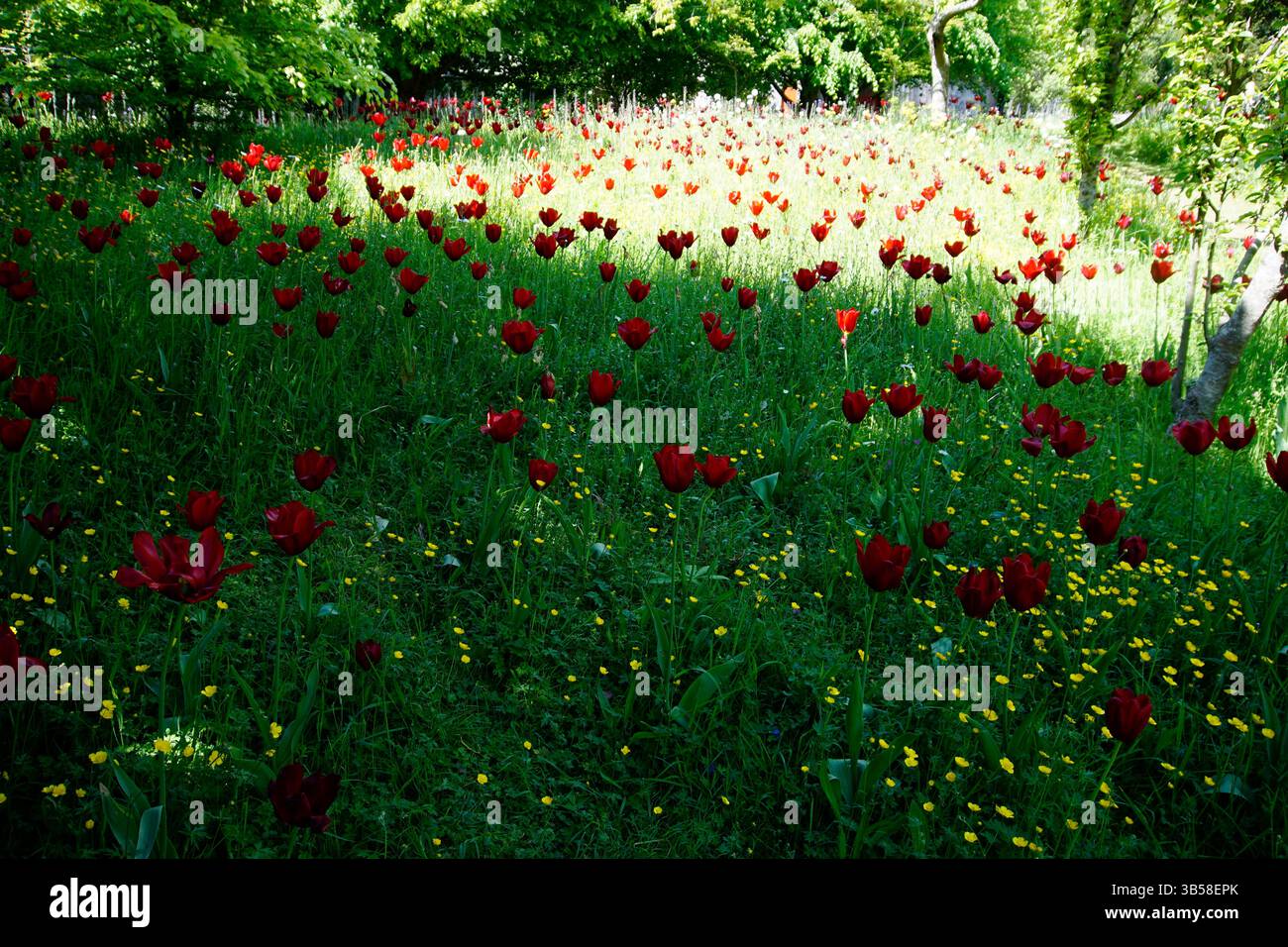 Campo di tulipani rossi in fiore con fiori selvatici gialli in un prato primaverile. Arundel, Inghilterra Foto Stock