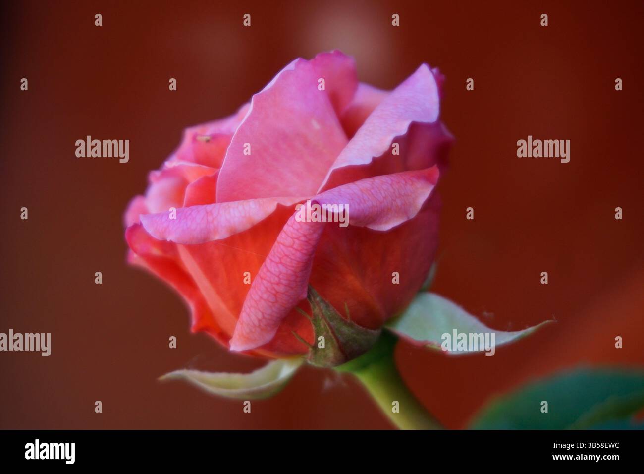 Primo piano di un rosebud rosa che inizia a fiorire su uno sfondo morbido. Arundel, Inghilterra Foto Stock