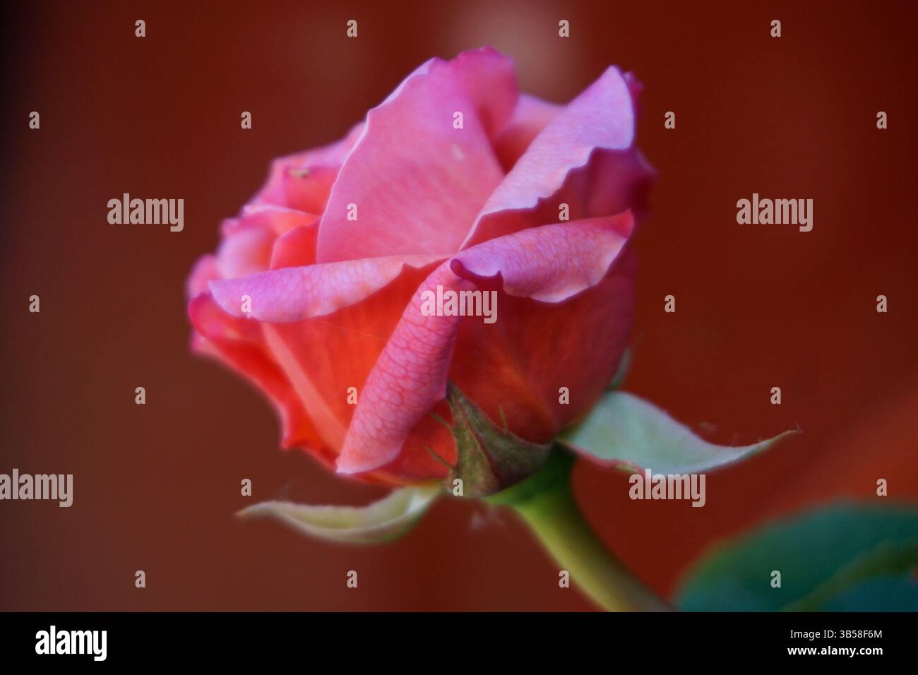 Primo piano di un rosebud rosa che inizia a fiorire su uno sfondo morbido. Arundel, Inghilterra Foto Stock