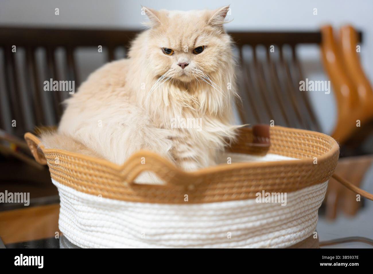 Un gatto britannico giallastro e grasso giace e dorme su una struttura in legno Foto Stock