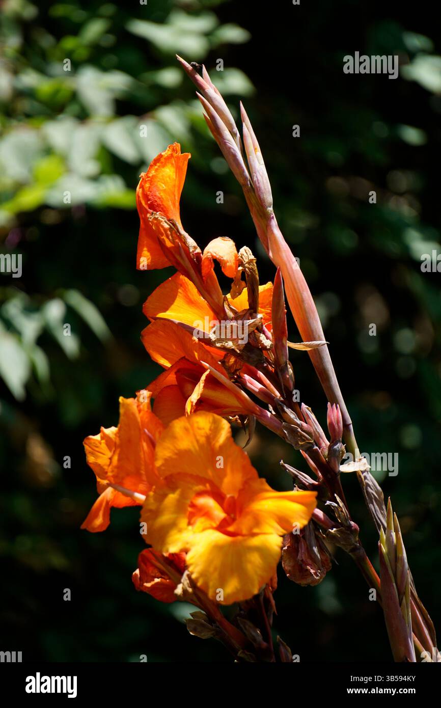 Primo piano di fiori arancioni canna indica in fiore con gemme su sfondo verde. Londra. Inghilterra Foto Stock