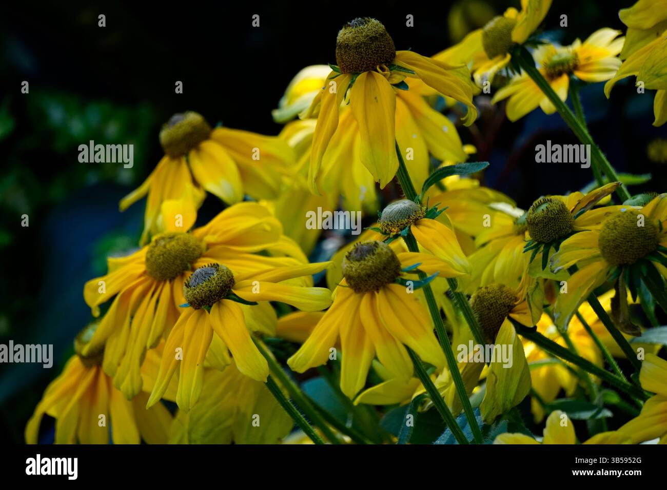 Gruppo di fiori gialli luminosi Rudbeckia hirta (Susan dagli occhi neri) in piena fioritura.Londra.Inghilterra Foto Stock