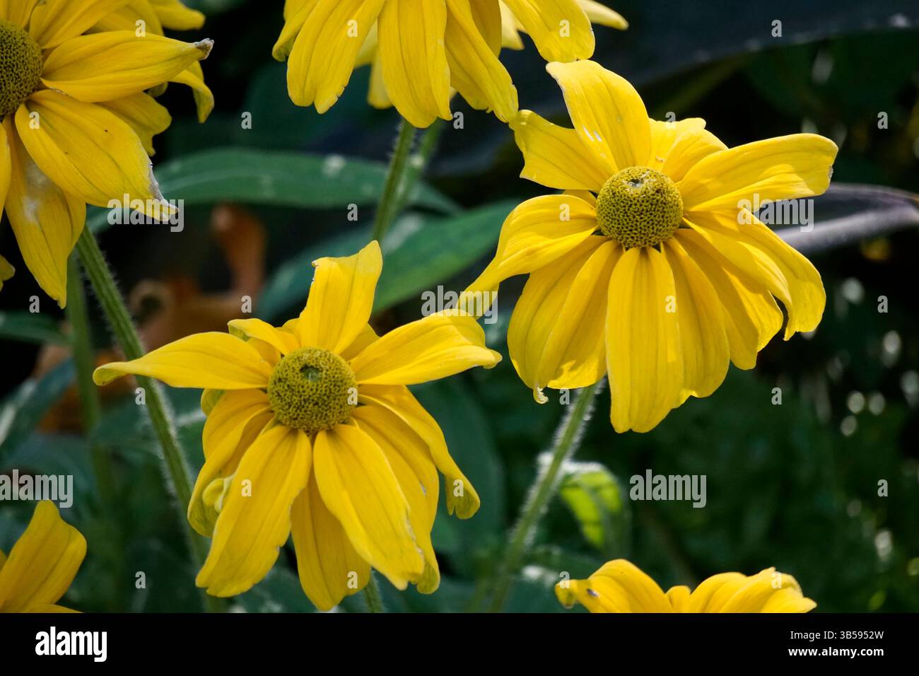 Primo piano di fiori di Rudbeckia hirta (Susan dagli occhi neri) in fiore. Londra. Inghilterra Foto Stock