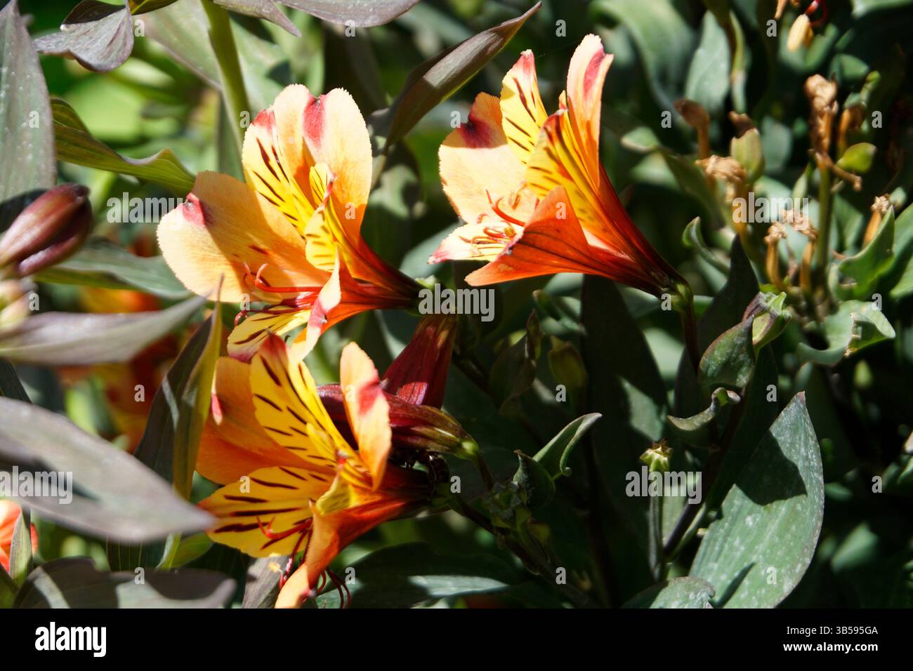 Primo piano di fiori arancioni e gialli di Alstroemeria (giglio peruviano) con petali a strisce. Londra. Inghilterra Foto Stock