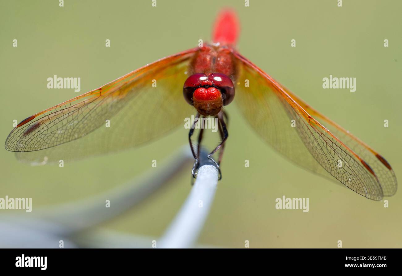 4 luglio 2022, Elkton, Oregon, Stati Uniti: Una libellula cardinale meadowhawk si trova su una recinzione elettrica mentre caccia su una collina vicino a Elkton, nella zona rurale dell'Oregon sudoccidentale. Il falco del prato cardinale è tra le prime libellule volanti in primavera nel Nord-ovest Pacifico. La libellula mangia quasi tutti gli insetti volanti dal corpo morbido, tra cui zanzare, mosche, piccole falene, mosche e formiche volanti o termiti. (Immagine di credito: © Robin Loznak/ZUMA Press Wire) Foto Stock
