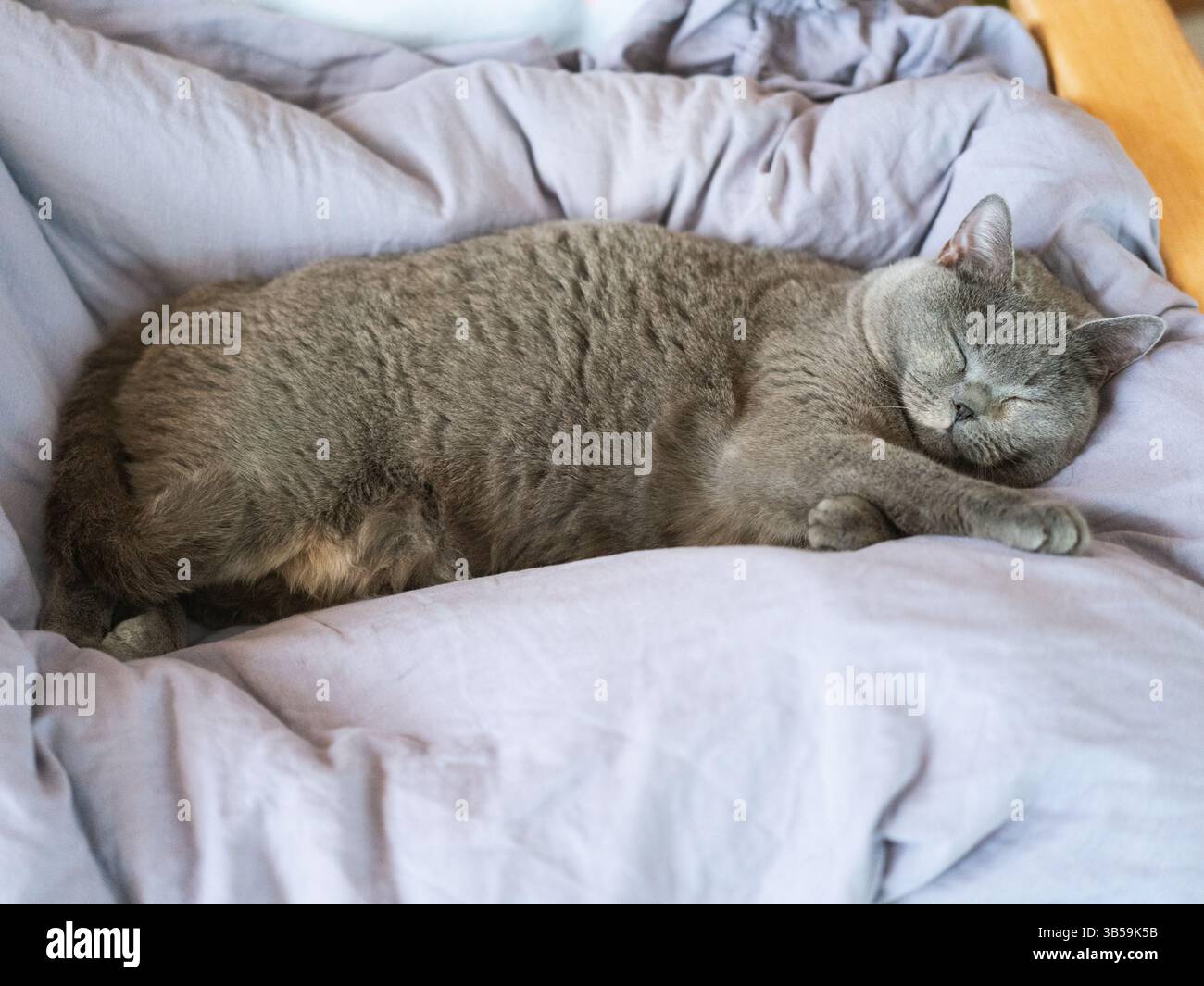 Un gatto britannico shorthair riposa e dorme sul divano Foto Stock
