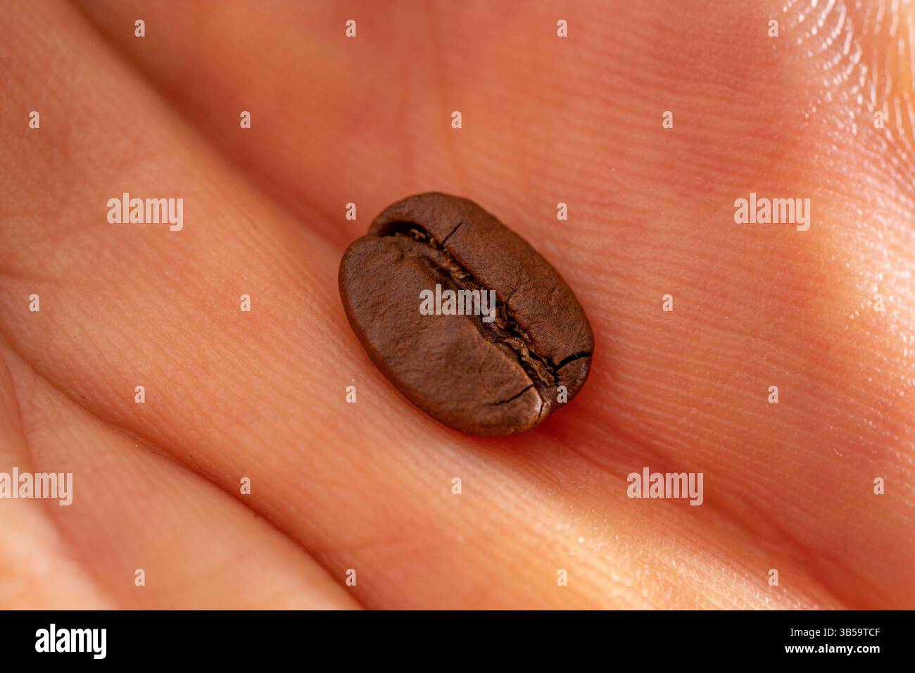 Macrofotografia di chicchi di caffè arabica sulla palma dell'uomo caucasico. Foto Stock