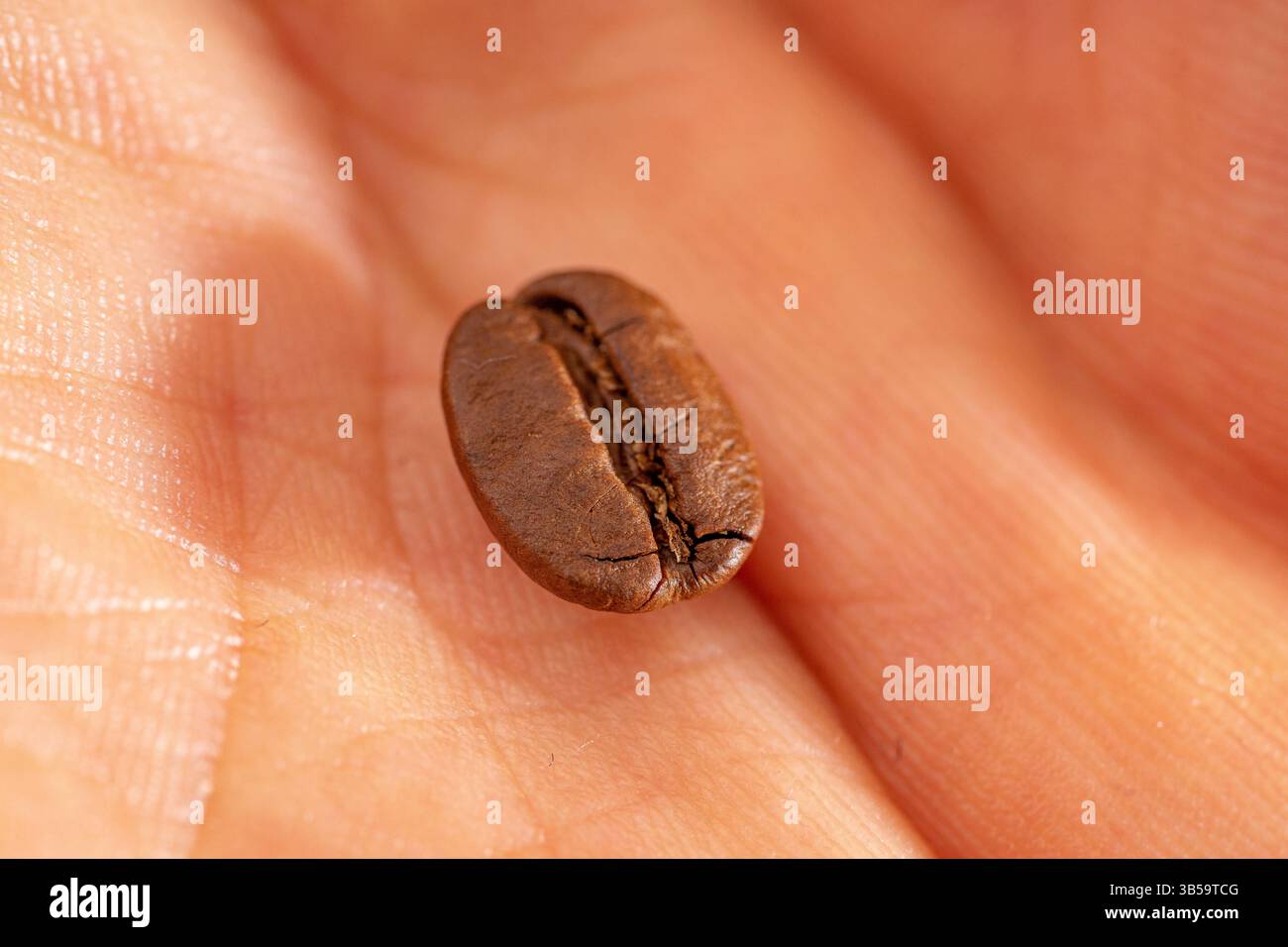 Macrofotografia di chicchi di caffè arabica sulla palma dell'uomo caucasico. Foto Stock