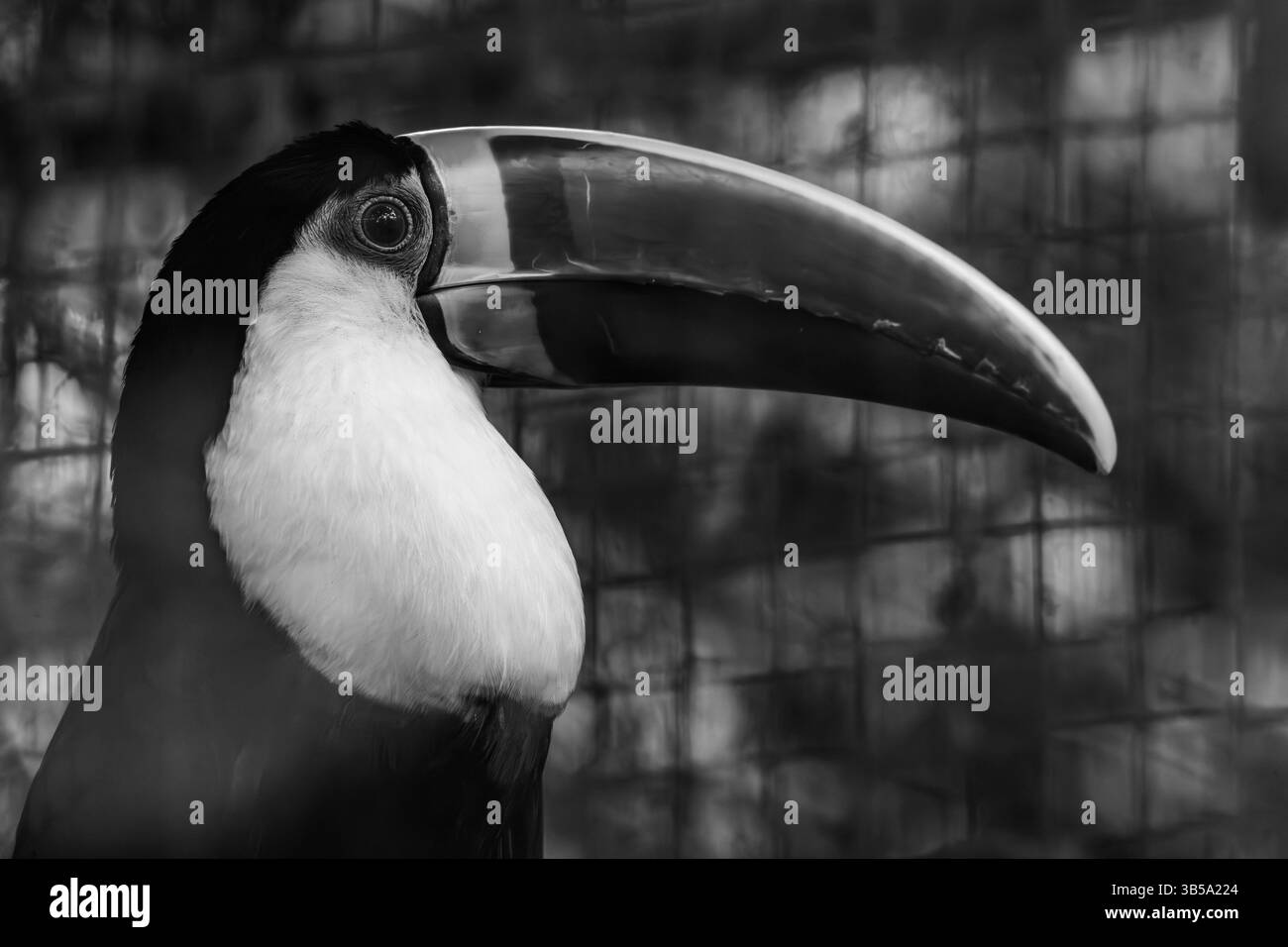 Vista ravvicinata di un tucano dalla gola bianca (Ramphastos tucanus). Foto Stock
