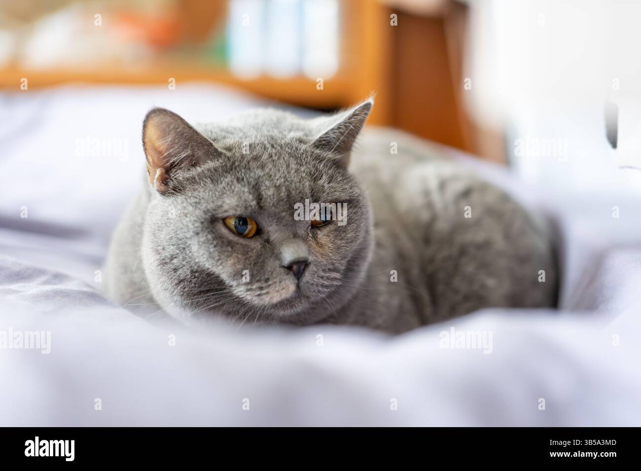 Un gatto britannico shorthair riposa e dorme sul divano Foto Stock