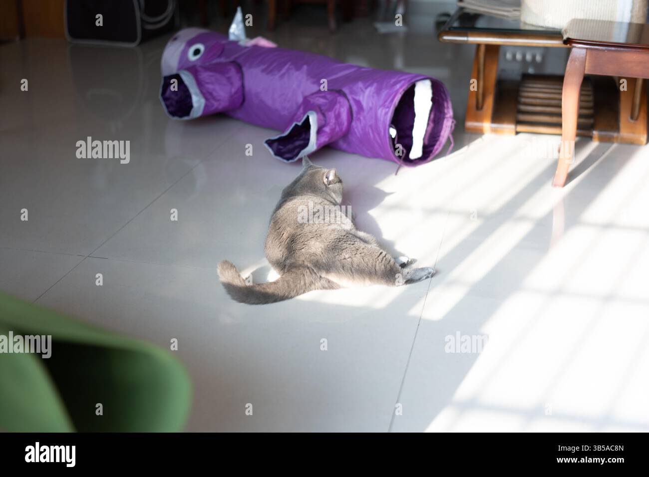 Il simpatico gatto grigio shorthair dorme su un comodo e caldo divano letto per animali domestici. Il sole splende attraverso la finestra. Gode della tranquillità Foto Stock