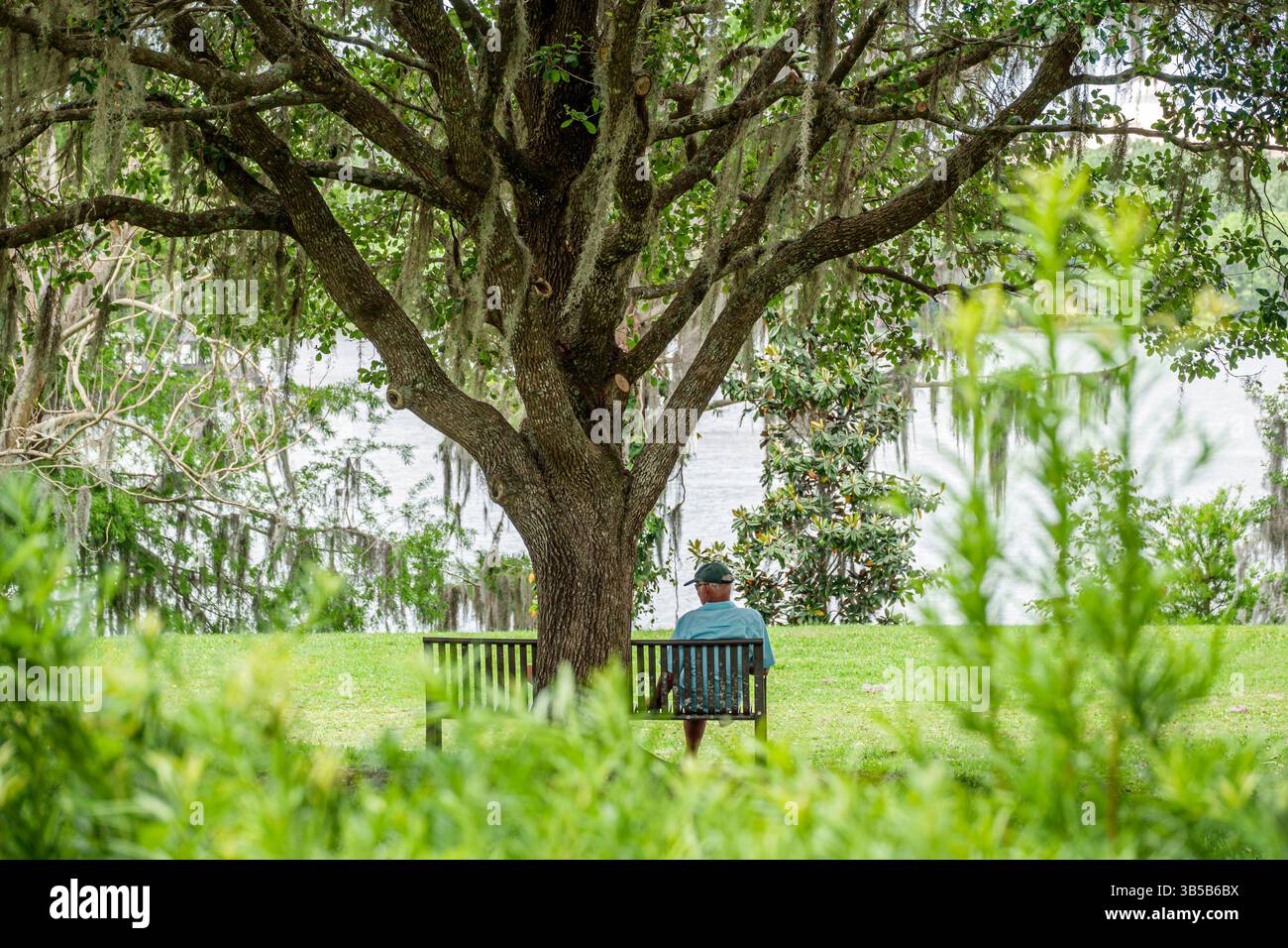 Orlando Florida, giardini Harry P Leu, giardino botanico, lago Rowena, panchina ombreggiata sotto un grande albero, muschio spagnolo appeso, uomo seduto a riposare rilassante, natura Foto Stock