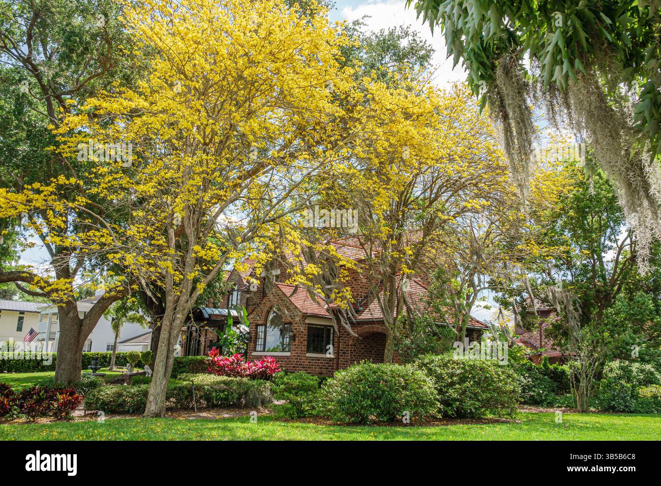 Orlando Florida, quartiere di College Park, Ivanhoe Plaza Park, tetto in mattoni rossi, Tabebuia chrysotricha, albero di tromba dorato, albero di tromba giallo Foto Stock