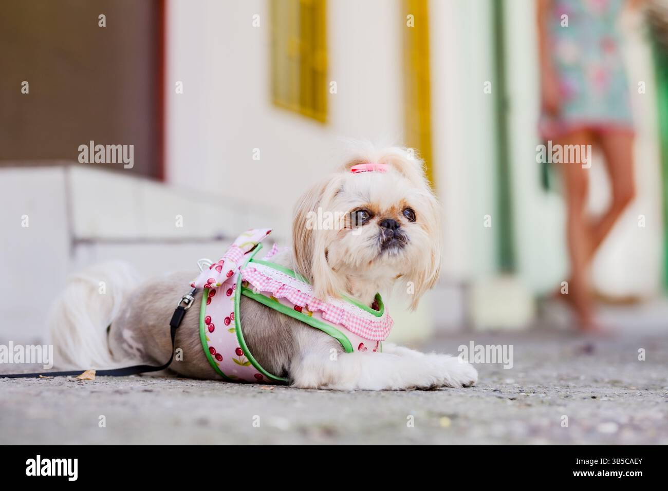 Il simpatico cane Shih Tzu sdraiato su un marciapiede urbano, indossa un'elegante imbracatura rosa, con una persona sfocata che cammina sullo sfondo. Foto Stock