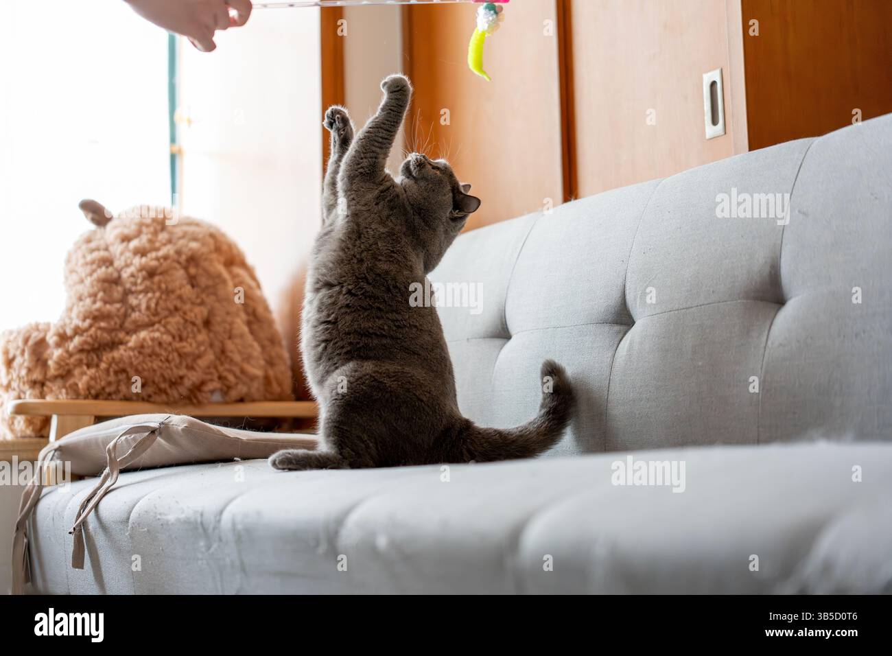 Gatto che gioca con il giocattolo sul divano Foto Stock