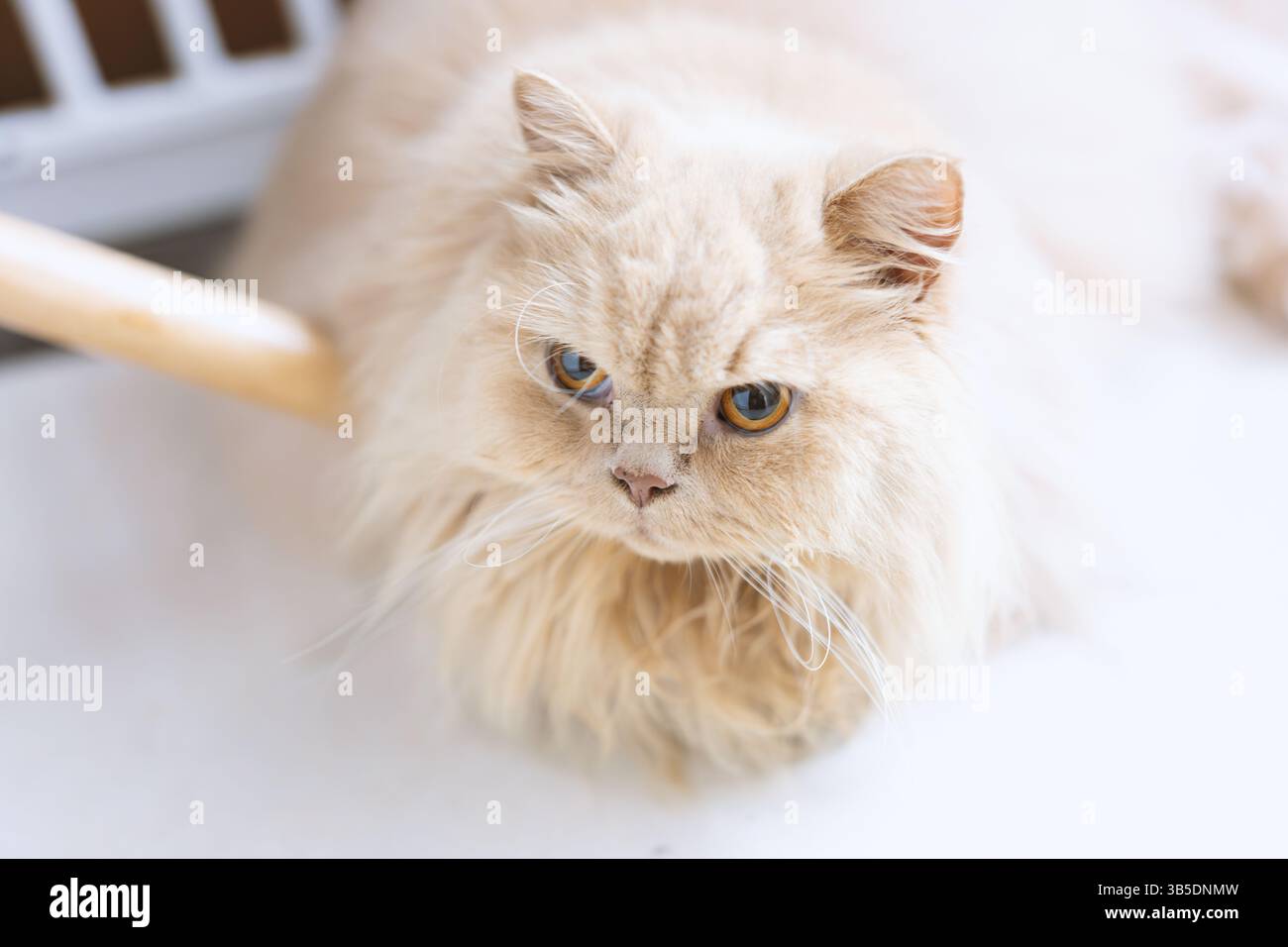 Soffice gatto persiano color crema che guarda in alto con gli occhi espressivi Foto Stock
