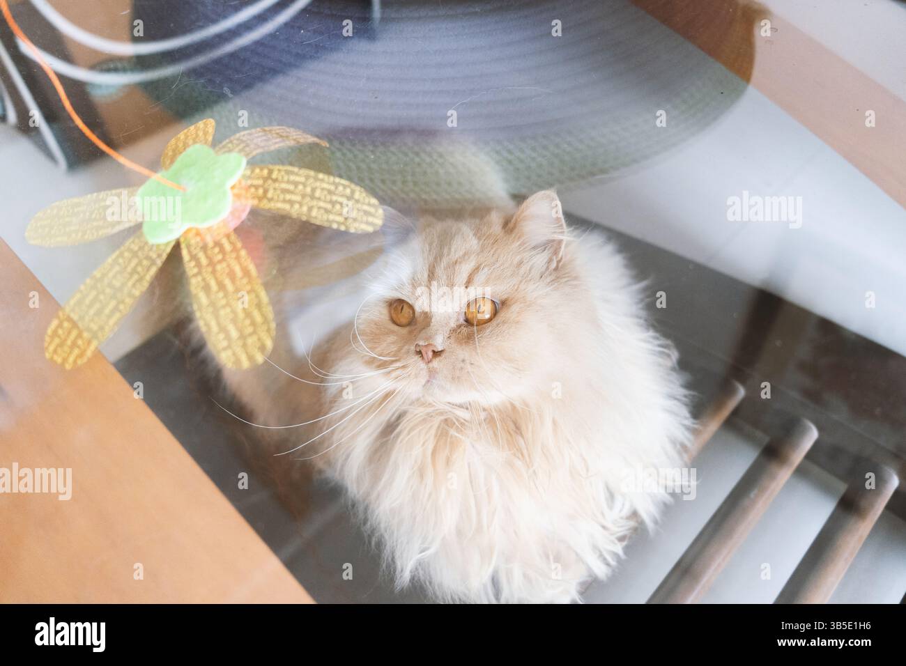 Soffice gatto persiano che gioca con Toy Dragonfly Foto Stock
