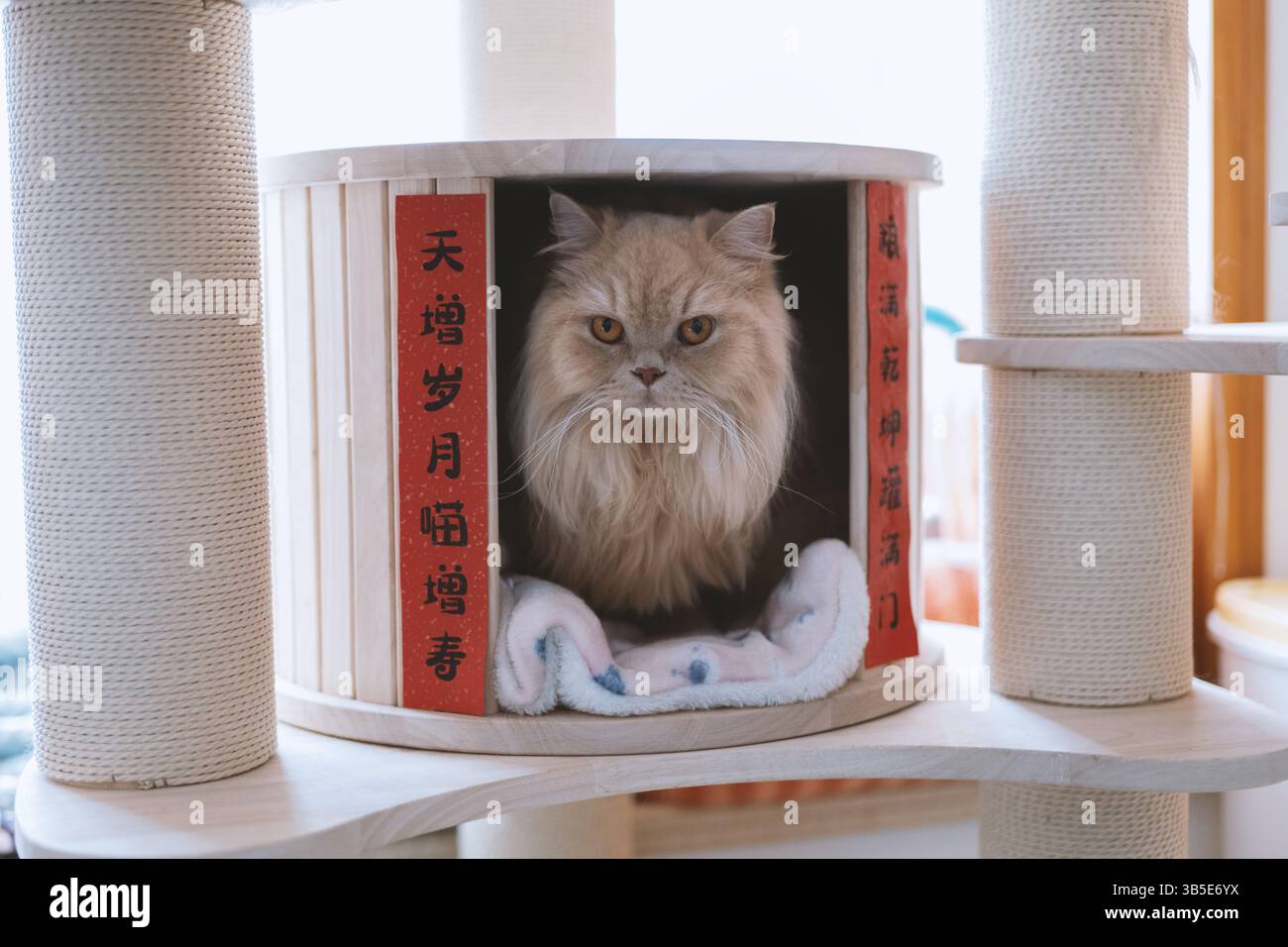 Soffice gatto persiano che riposa in una casa decorativa di gatto con calligrafia cinese Foto Stock