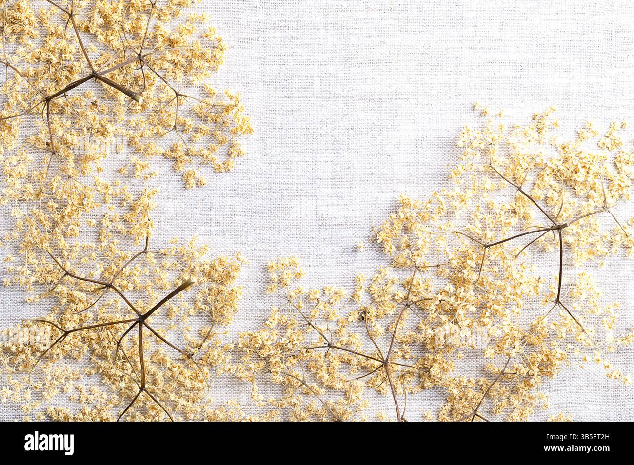 Borchie di fiori di sambuco secchi su tessuto di lino. Ammassi di fiori secchi a cima piatta di sambuco nero, utilizzati per il tè di fiori di sambuco Flos Sambuci. Foto Stock
