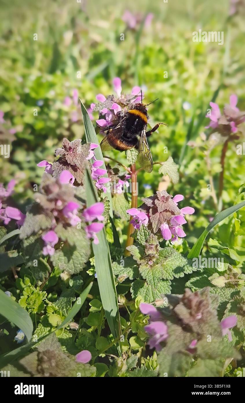 Bumblebee arroccato su fiori viola di ortica morta nel prato primaverile. Processo di impollinazione delle piante di amium purpureum in primavera da parte di api mellifere diligenti Foto Stock