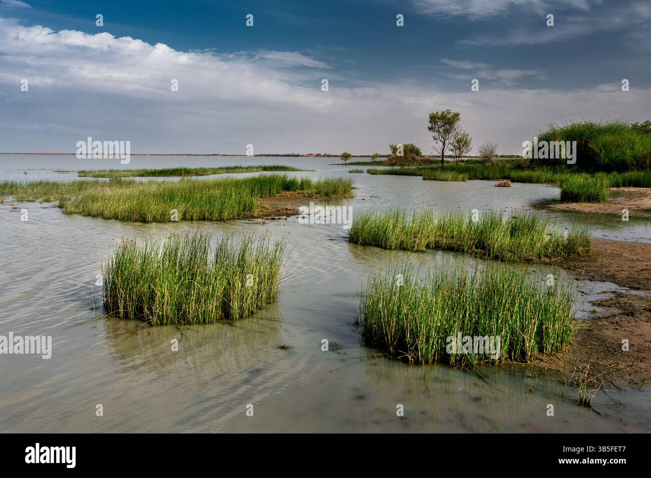 I laghi Coongie sono una rara meraviglia naturale nell'entroterra desertico dell'Australia meridionale. Foto Stock