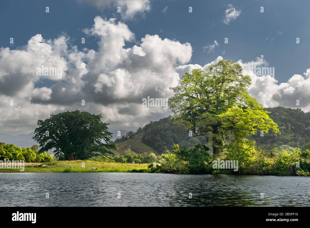 Terreni agricoli sulle rive del fiume Daintree nell'estremo nord del Queensland. Foto Stock