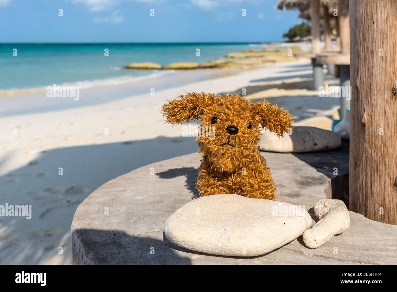 Oranjestad, Aruba - 11 aprile 2024: Un piccolo cane giocattolo ​​against sullo sfondo del mare sulla spiaggia di Aruba. Foto Stock