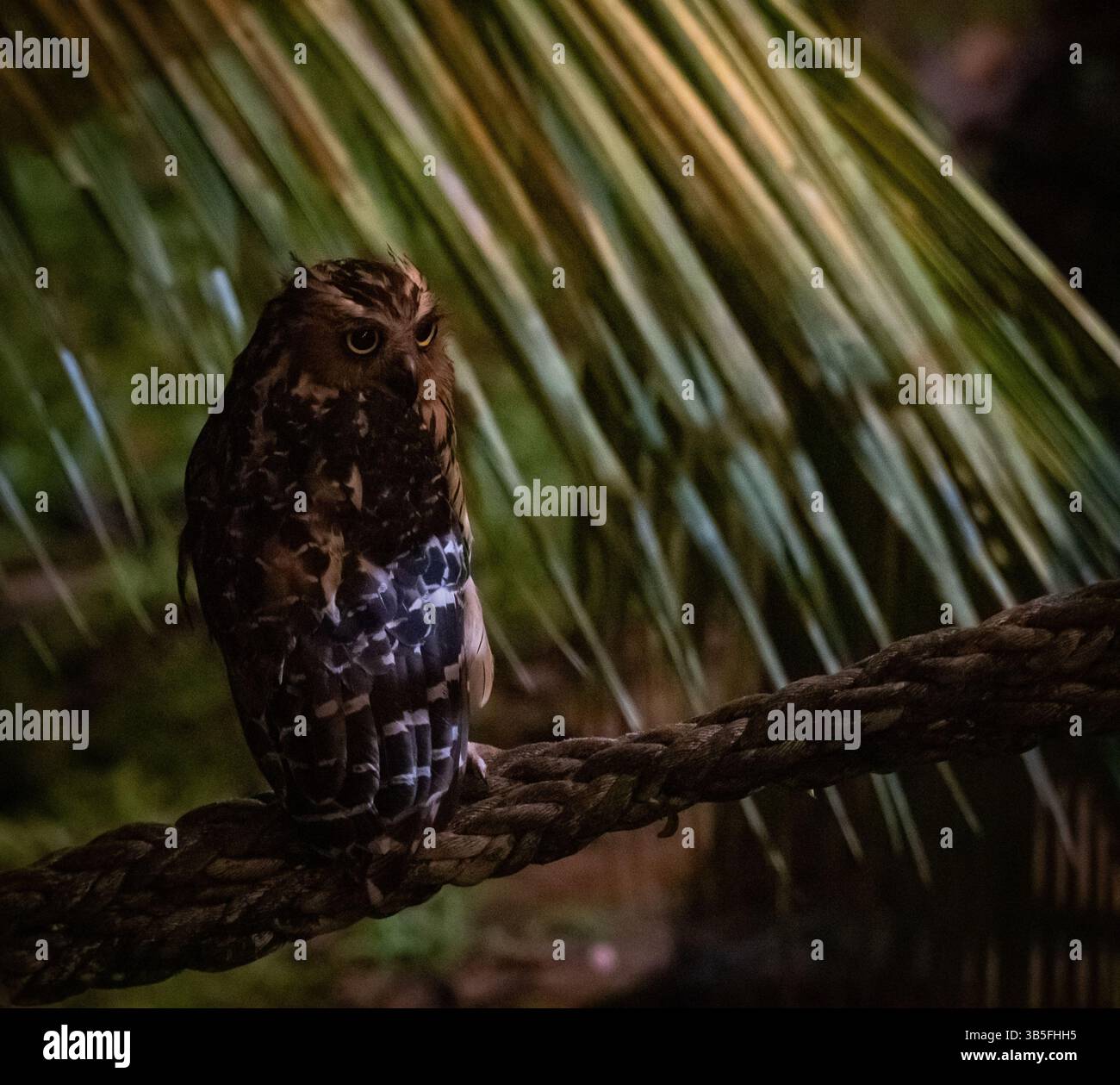 Gufo di pesca sul lungofiume nella giungla del Borneo Foto Stock