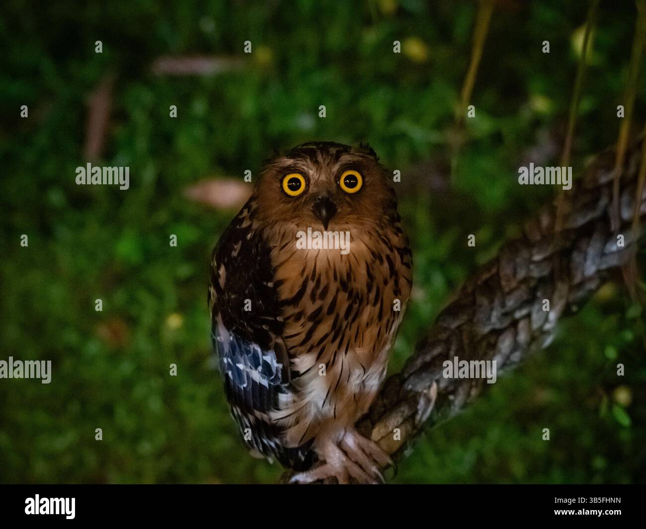 Gufo di pesca sul lungofiume nella giungla del Borneo Foto Stock