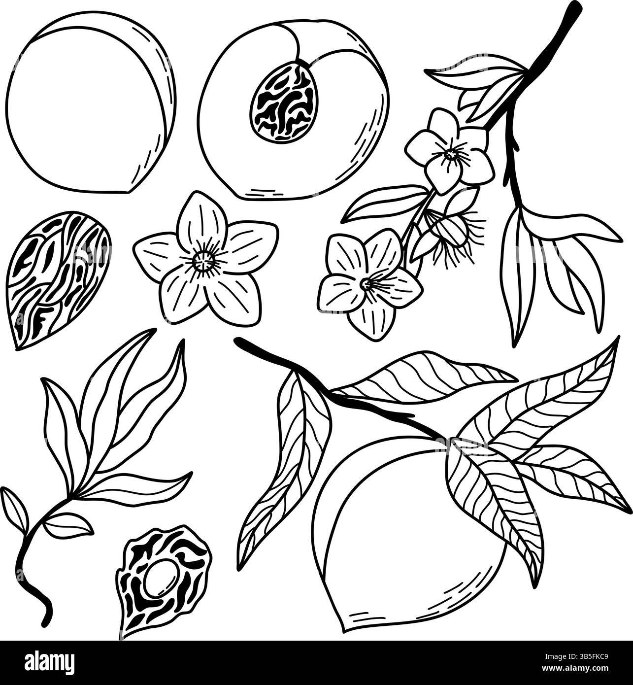 Disegni botanici dettagliati con pesche, fiori e foglie, perfetti per progetti artistici e materiali didattici. Illustrazione Vettoriale