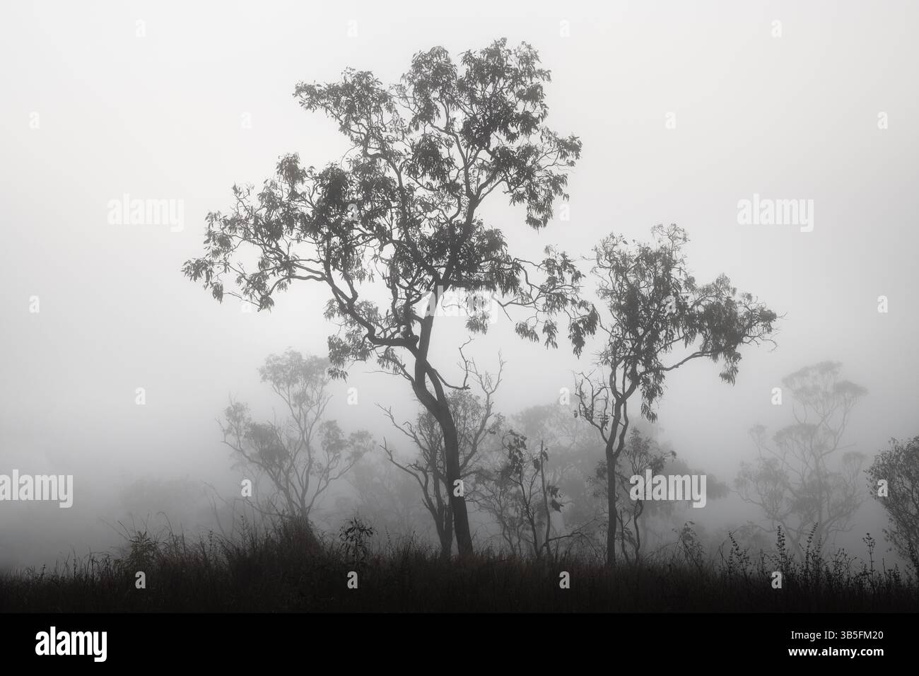 Un'atmosfera spettrale con silhouette nere di alberi di gomma nella nebbia mattutina. Foto Stock