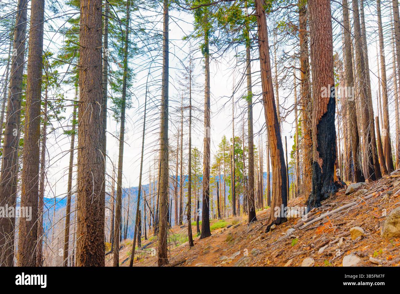 Ampia vista delle sequoie danneggiate dal fuoco nel Parco Nazionale delle sequoie, con i loro tronchi torreggianti, il fogliame sparso e la natura circostante Foto Stock