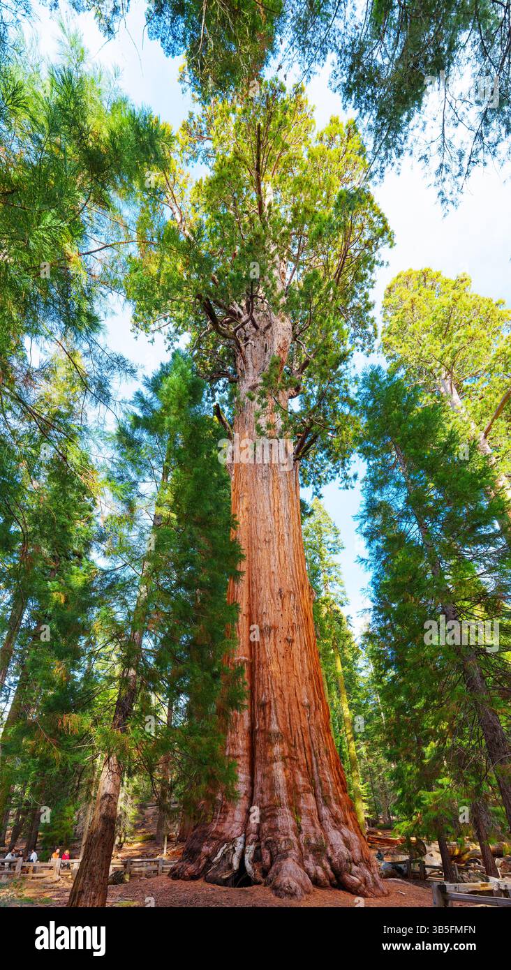 Sequoia National Park, California - 30 novembre 2024: Veduta torreggiante dell'albero General Sherman nel Sequoia National Park, che mostra la sua impressionante Foto Stock