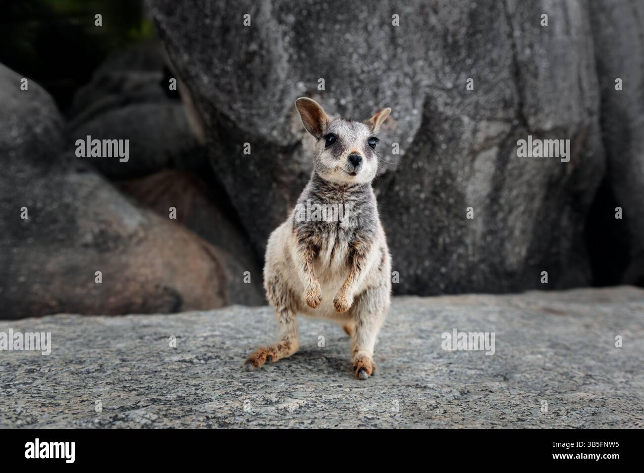 Il raro Mareeba Rock-Wallaby si trova solo in una piccola area nel Queensland settentrionale tropicale. Foto Stock