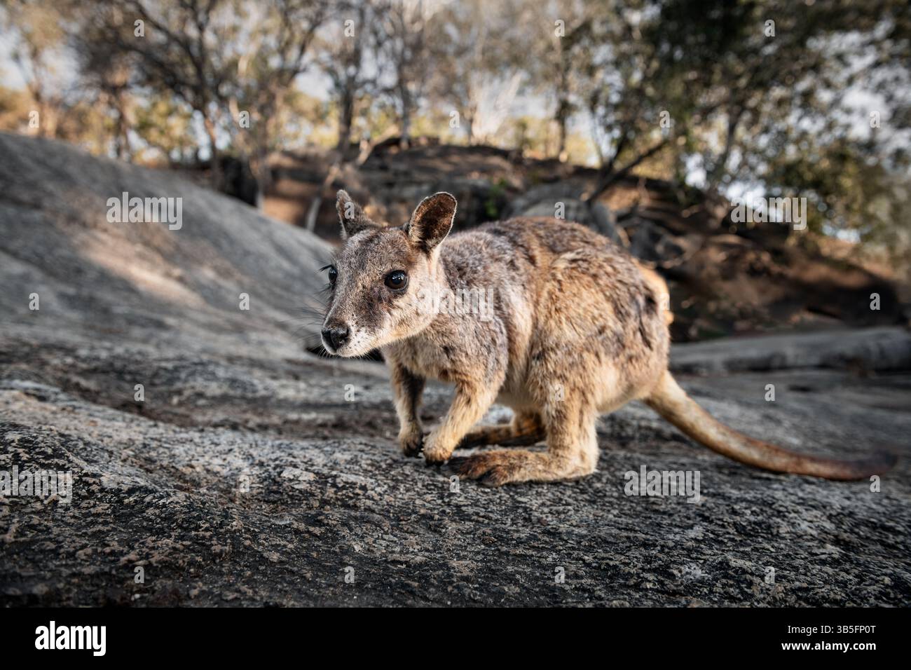 Il raro Mareeba Rock-Wallaby si trova solo in una piccola area nel Queensland settentrionale tropicale. Foto Stock