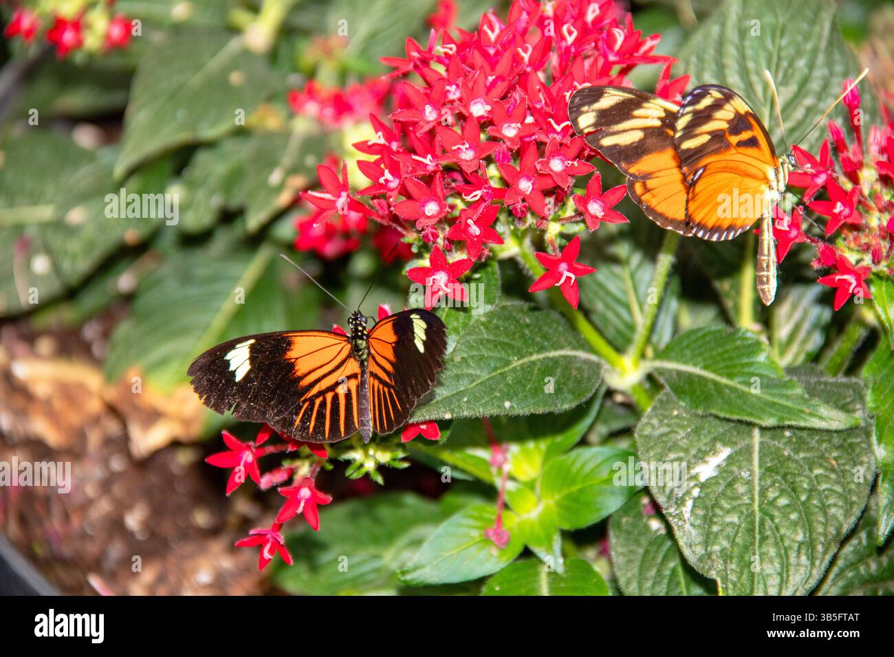 Farfalla Heliconius hecale e farfalla Mechanitis Polymnia su fiori tropicali rossi visti sott'acqua Foto Stock