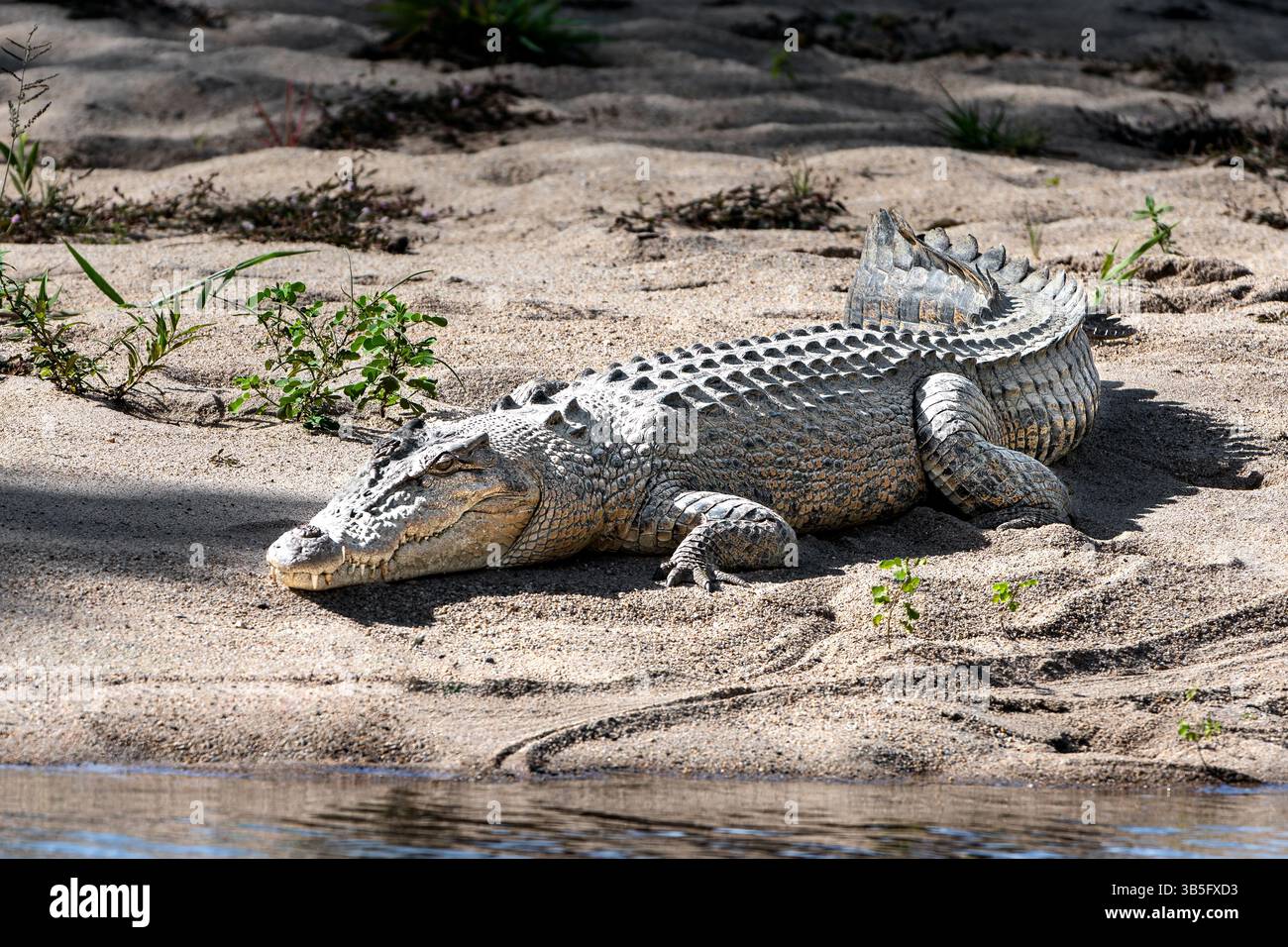 Coccodrillo di acqua salata che si crogiola sulla riva sabbiosa del fiume nel nord tropicale dell'Australia. Foto Stock