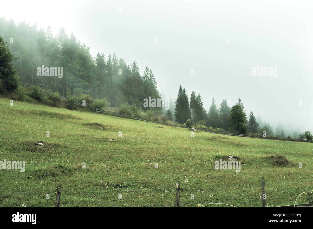 Campo di erba verde in una nebbiosa giornata di settembre a Ravna Romanija, Bosnia ed Erzegovina Foto Stock